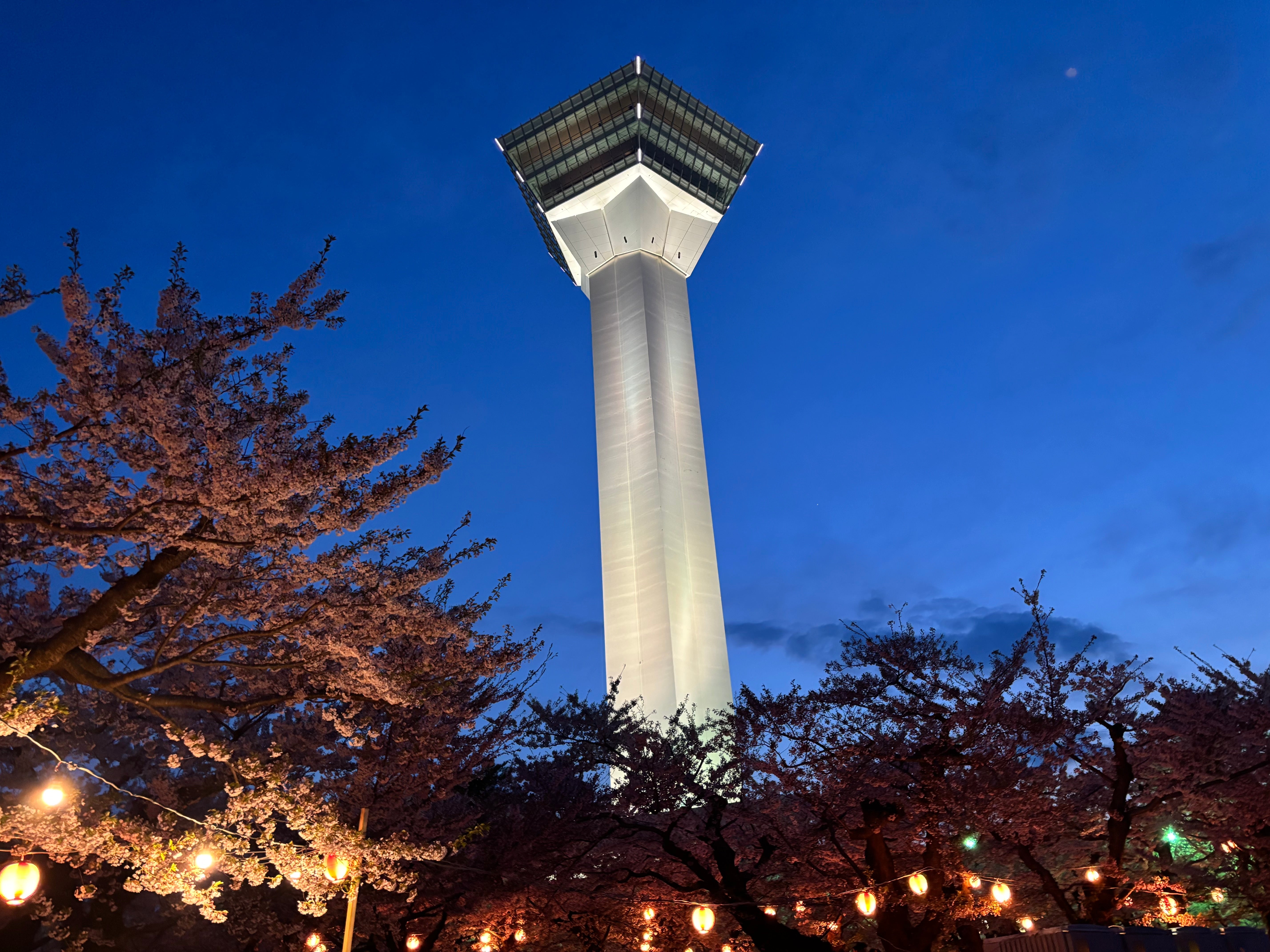 Golden Week in Japan – Cherry Blossoms in Full Bloom at Goryokaku, Hakodate